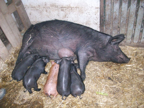 Mãe porca alice alfazema