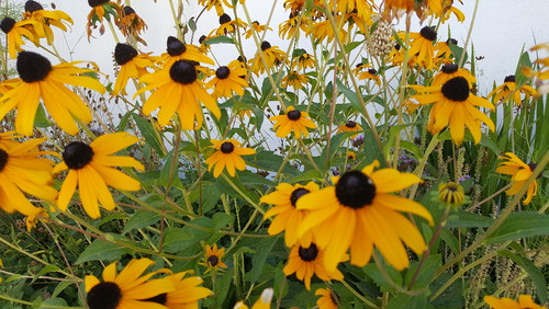 20170806_164034.jpg 20170806_164034.jpg