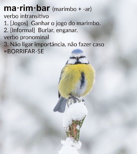 marimbar2.jpg marimbar2.jpg