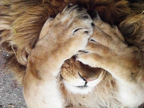 lion.jpg lion.jpg