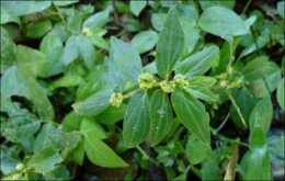 Erva De Santa Luzia Euphorbia Hirta Algarsementes