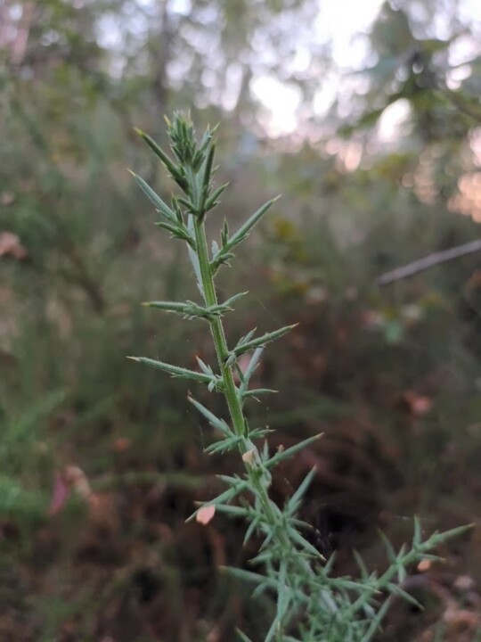 Não me canso disto Pinhal3.jpg