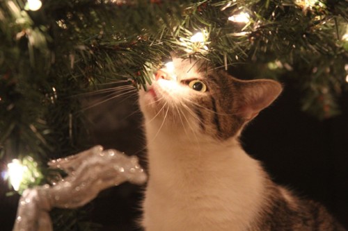 kitty-2407454_1920.jpg