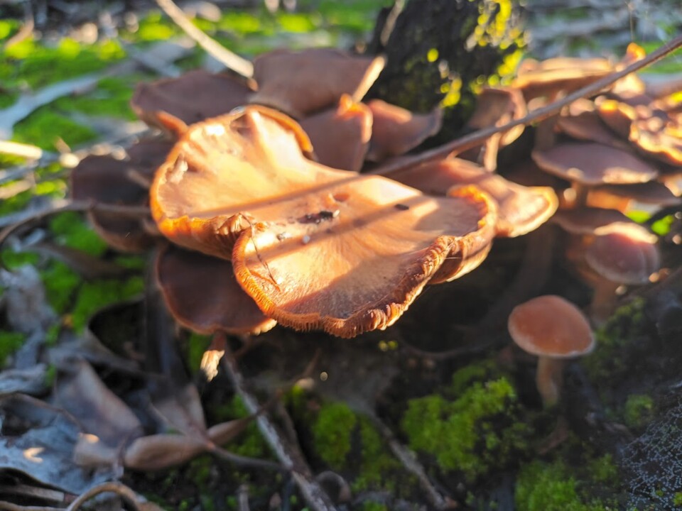 Não me canso disto cogumelos3.jpg