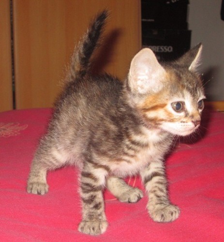 Amora 2.JPG