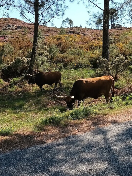 NãoMeCansoDisto_vacas3.jpg