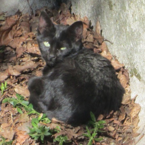 IMG_5034 cópia.JPG IMG_5034 cópia.JPG