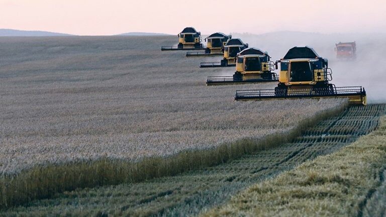 Wheat-crop-768x433.jpg