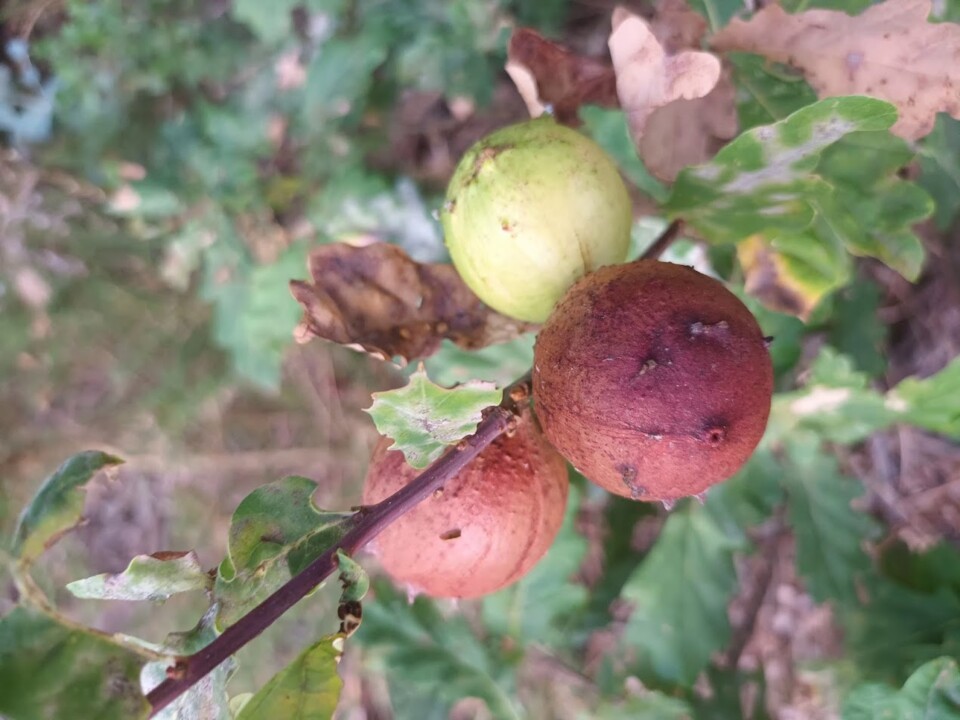 Não me canso disto bolota3.jpg