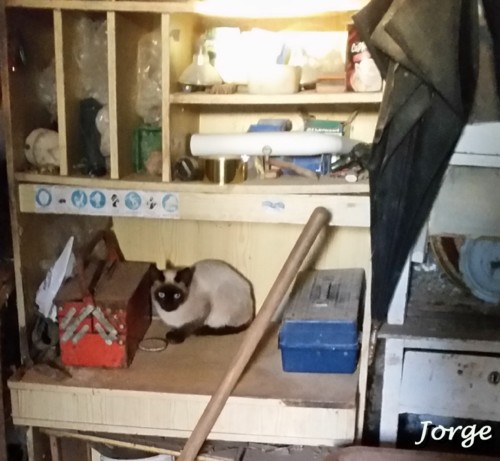 jorgecat.jpg