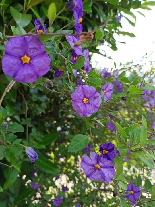 Não me canso disto_flores5.jpg