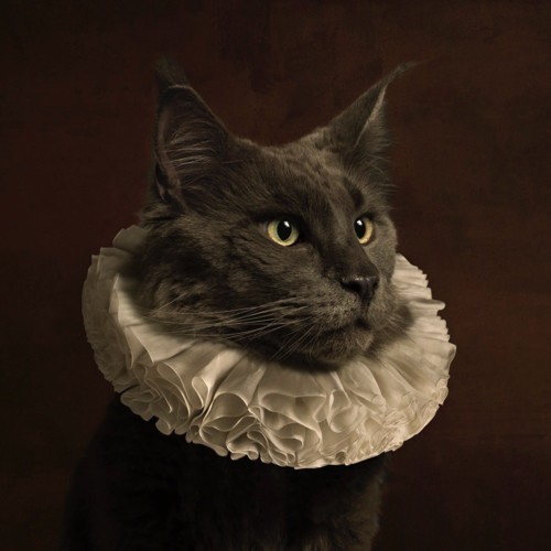 marie-cecile-thijs---cat_med_hr-4.jpeg