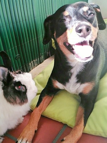 Maggie e Fluffy cadela e coelho.jpeg