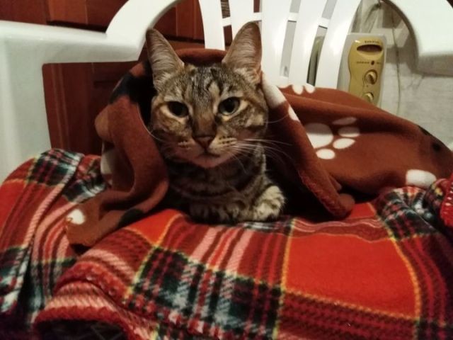 132422696_2915798045358987_2703478614446672534_o.j