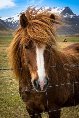 pony-3450825_1920.jpg