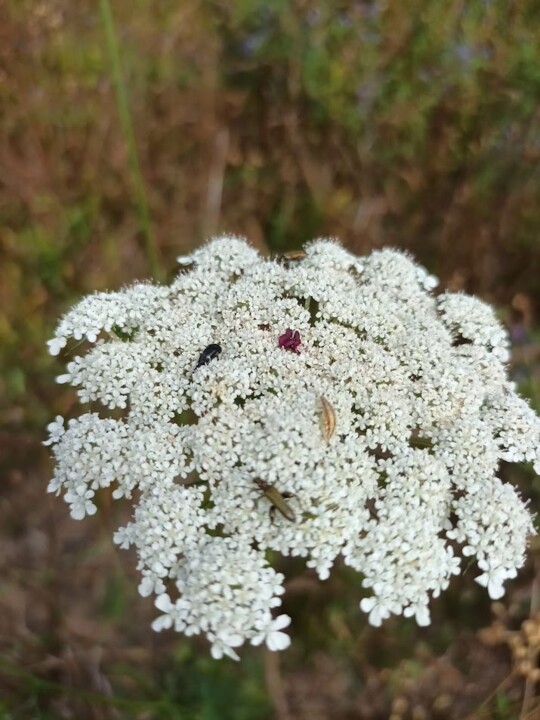 Não me canso disto inseto 2.jpg
