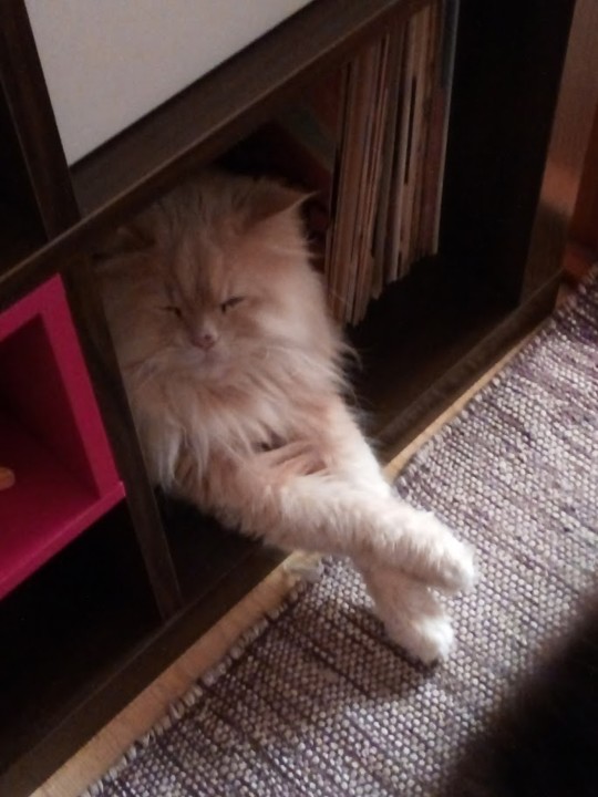 NãoMeCansoDisto_gato.jpg NãoMeCansoDisto_gato.jpg