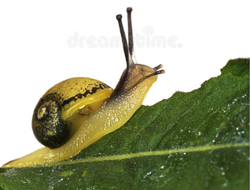 afugadele.jpg afugadele.jpg