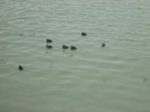 33066066_1652203544894944_9100413080289935360_n.jp