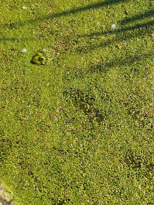 Não me canso disto devesAS.jpg