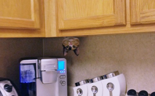 ninja-cat-hiding-funny-fi.jpg ninja-cat-hiding-funny-fi.jpg