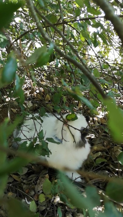 nunca te esqueças de ser_Fluffy.jpg nunca te esqueças de ser_Fluffy.jpg