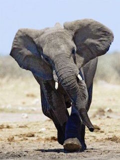 elefante5_n.jpg