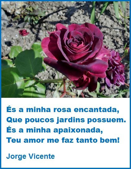 És a minha rosa.jpg És a minha rosa.jpg