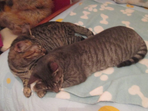 IMG_4981.JPG IMG_4981.JPG