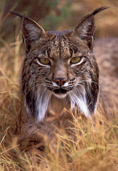 lince.jpeg