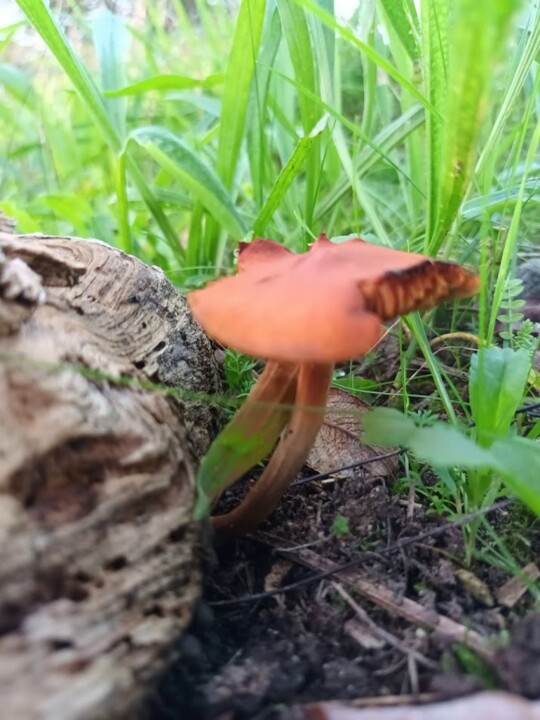 Não me canso disto Cogumelo 1.jpg