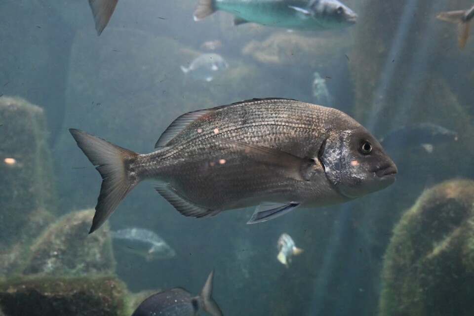 Não me canso disto aquário9.JPG