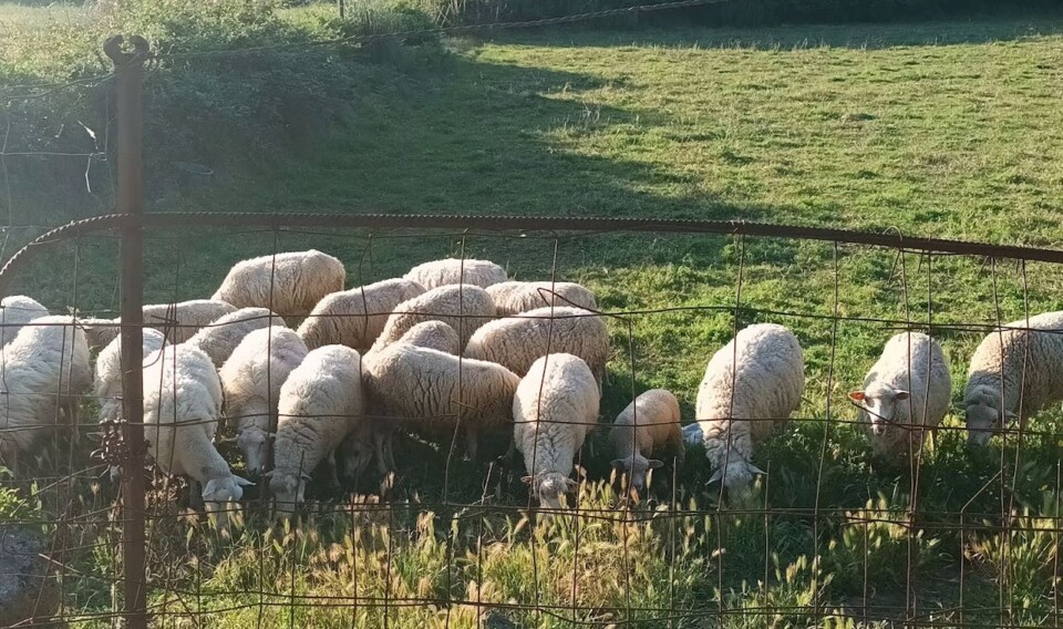 Não me canso disto caminhada 3.jpg