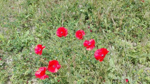 IMG_20180621_131827.jpg