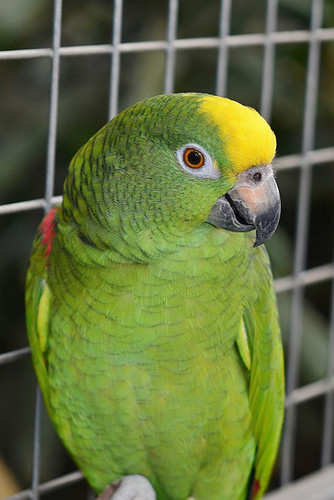 parrot-417967_960_720_2.jpg parrot-417967_960_720_2.jpg
