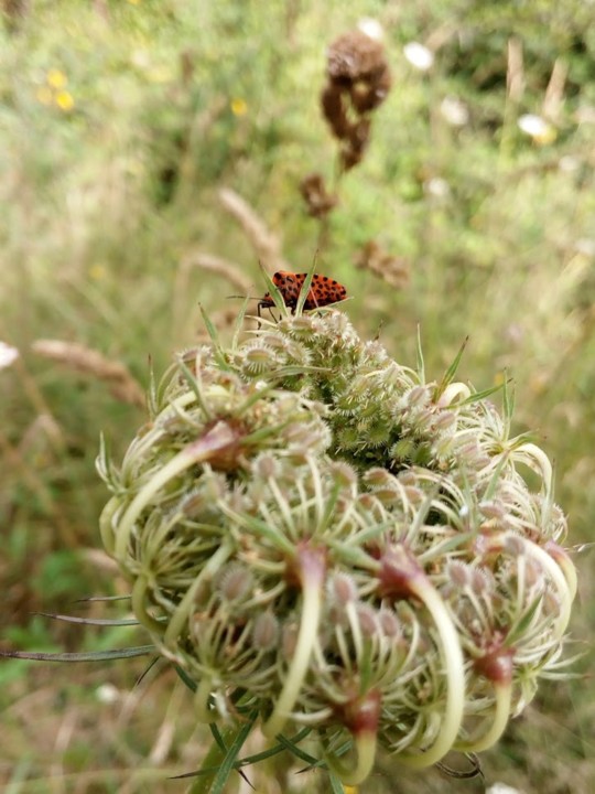 NãoMeCansoDisto_flores_insectos1.jpg