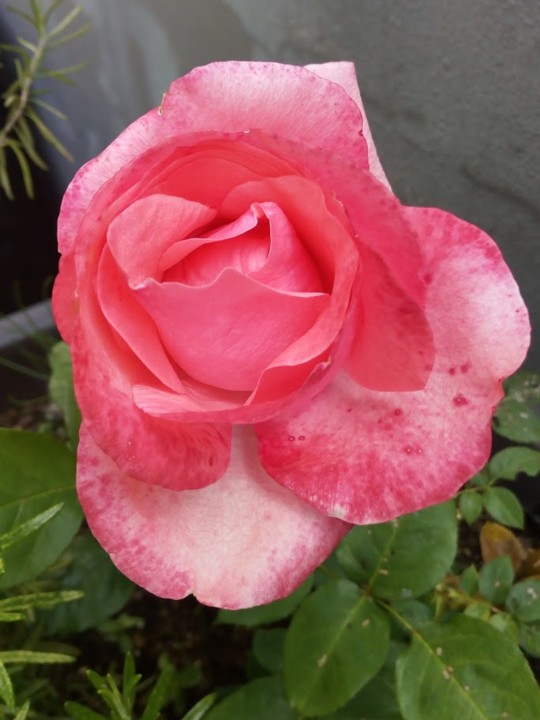 NãoMeCansoDisto_flores_rosa3.jpg