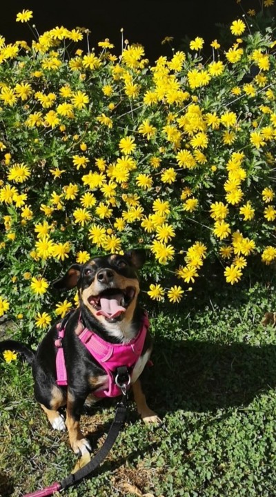 6anos de pura felicidade_maggie.jpg 6anos de pura felicidade_maggie.jpg