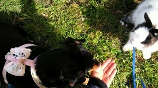 Segue o teu caminho Maggie e Flufgy.jpg