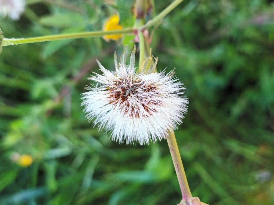 Não me canso disto_primavera3.jpg