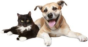 Perdeu o seu cão ou gato Perdeu o seu cão ou gato