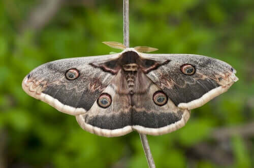 borboleta-pavao borboleta-pavao