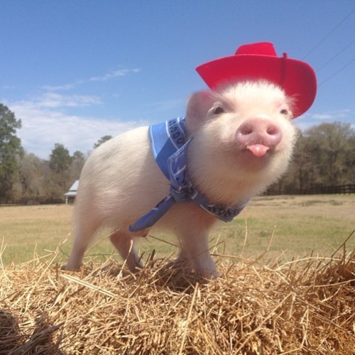 O querido Mini pig O querido Mini pig