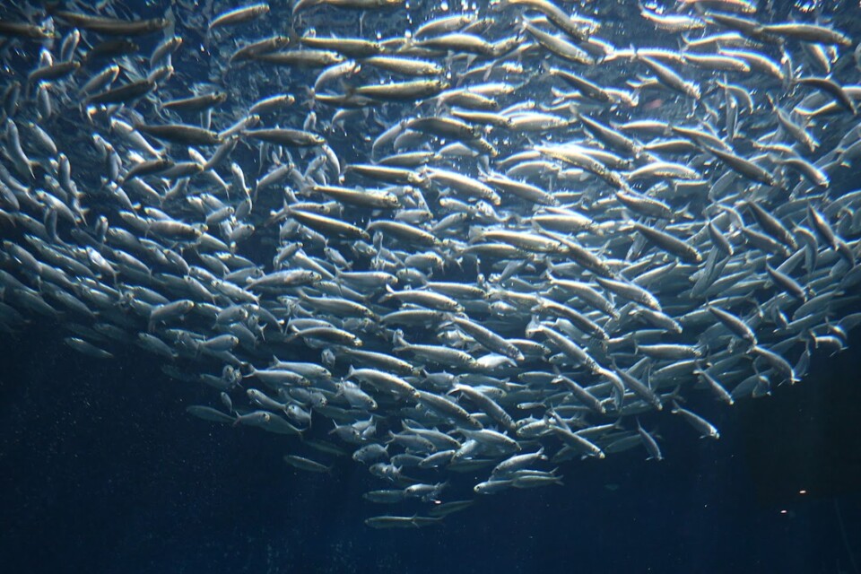 Não me canso disto aquário8.JPG