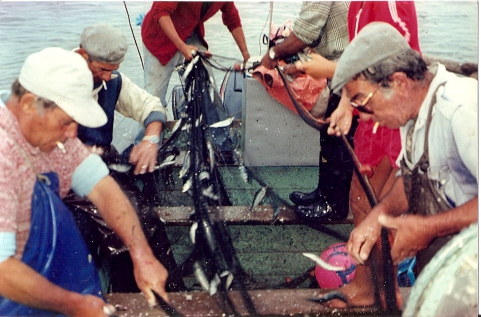 66 - Desmalhando a sardinha.jpg