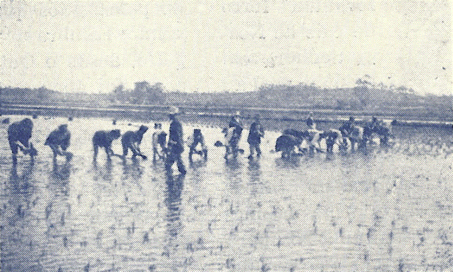 comporta - monografia 1945-2.GIF