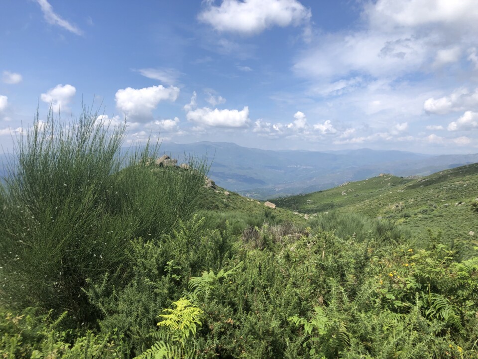 IMG_7784.jpg
