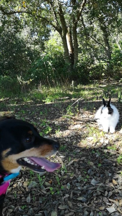Tarde Primaveril_maggie fluffy.jpg Tarde Primaveril_maggie fluffy.jpg