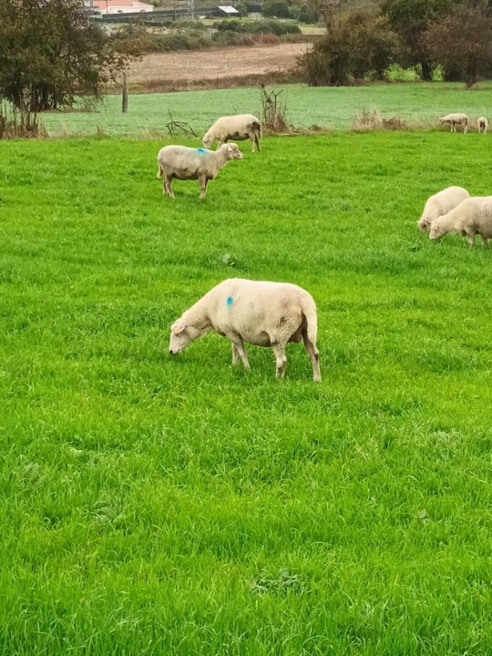 Não me canso disto da castanha trail1.jpg