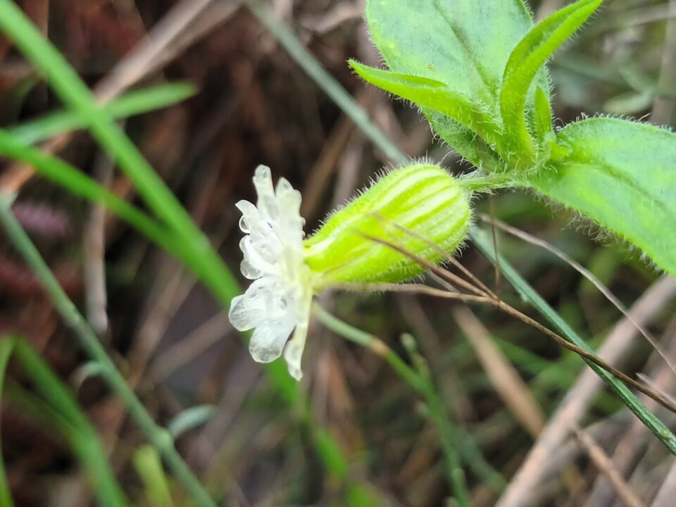 Não me canso disto outono 6.jpg